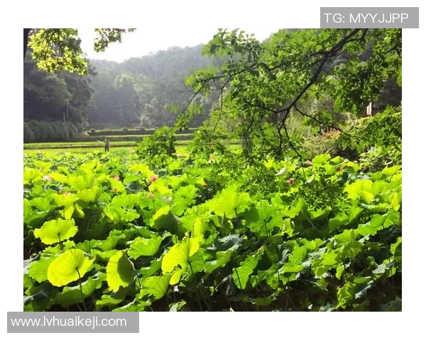 深度对话：吴丽如何在足球世界中追寻梦想与成长